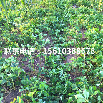 2019年红玉草莓苗价格、红玉草莓苗行情