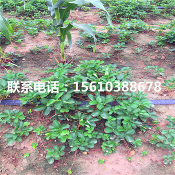 新品種幸香草莓苗價(jià)格、幸香草莓苗銷售價(jià)格