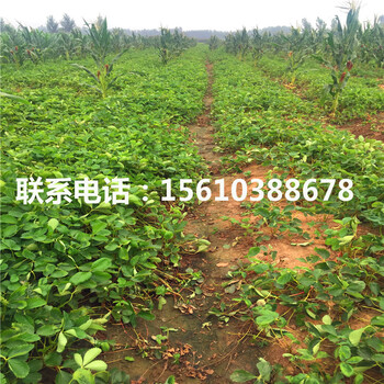 新品種白雪公主草莓苗多少錢一棵、白雪公主草莓苗附近哪里有
