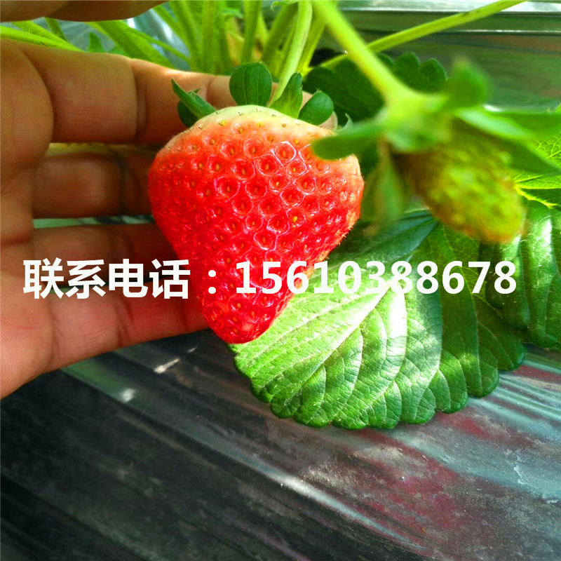 红花草莓苗批发价格