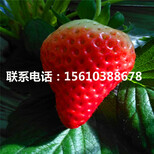 哪里出售叙利亚草莓苗、叙利亚草莓苗供应价格图片4