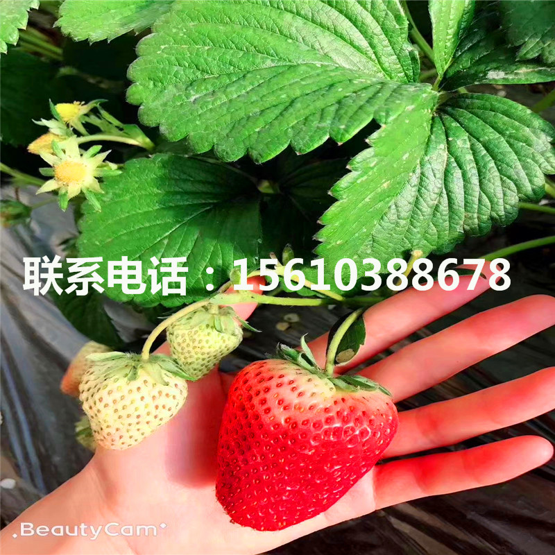 新品种妙香草莓苗、妙香草莓苗多少钱一株