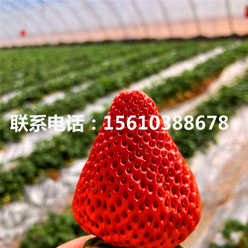 2019年童子一号草莓苗多少钱一棵、童子一号草莓苗哪里价格便宜
