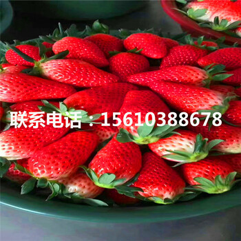 新品種阿爾比草莓苗、阿爾比草莓苗那種好