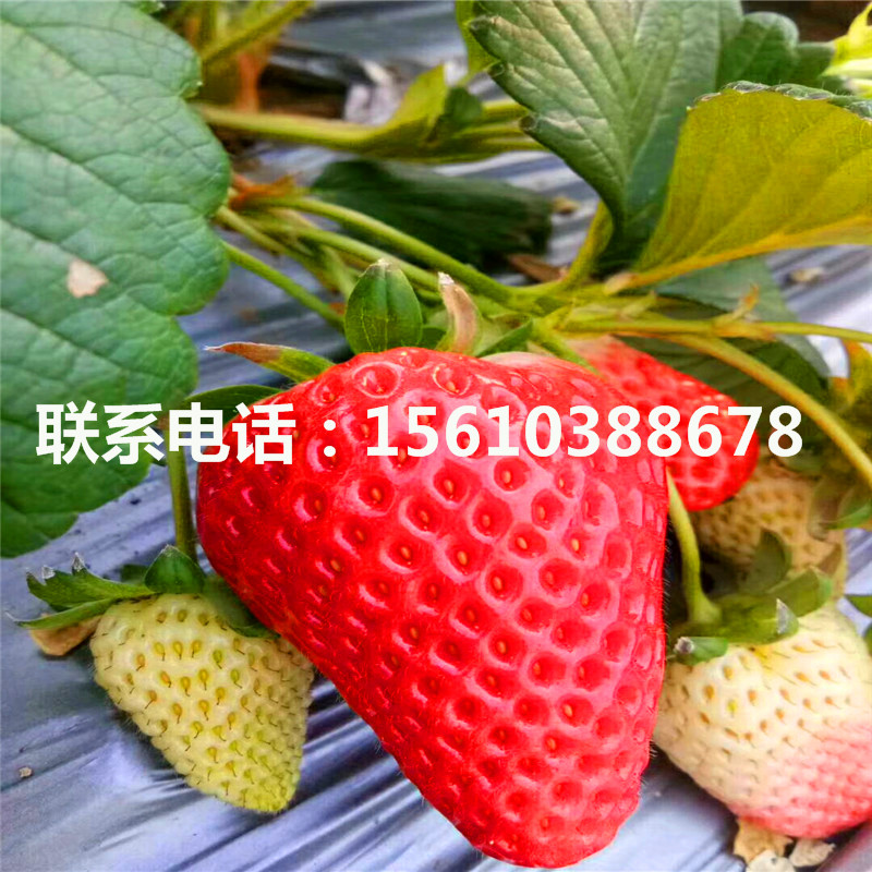 新品种艳丽草莓苗价格哪里便宜、艳丽草莓苗哪里有卖的