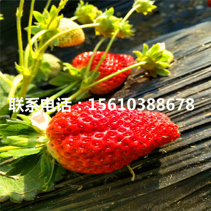 新品种小白草莓苗哪里有、小白草莓苗一株多少钱