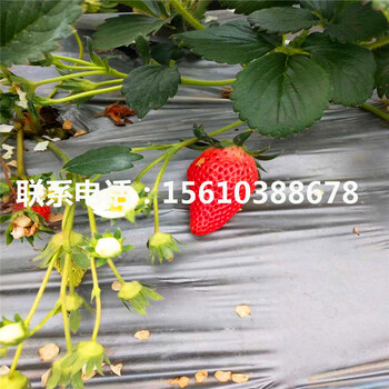 新品種圣誕紅草莓苗報價、圣誕紅草莓苗附近哪里有