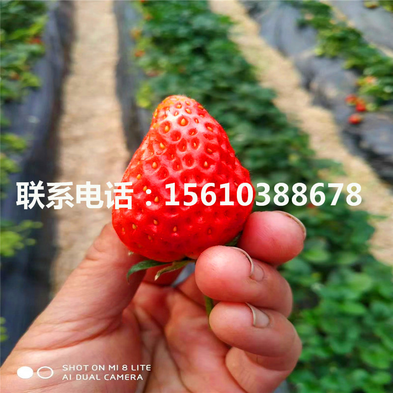 新品种四季草莓苗、四季草莓苗产地在哪里