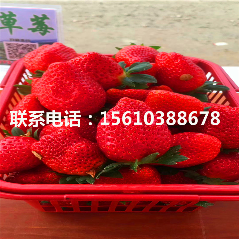 山东德马草莓苗价格、德马草莓苗哪里价格便宜