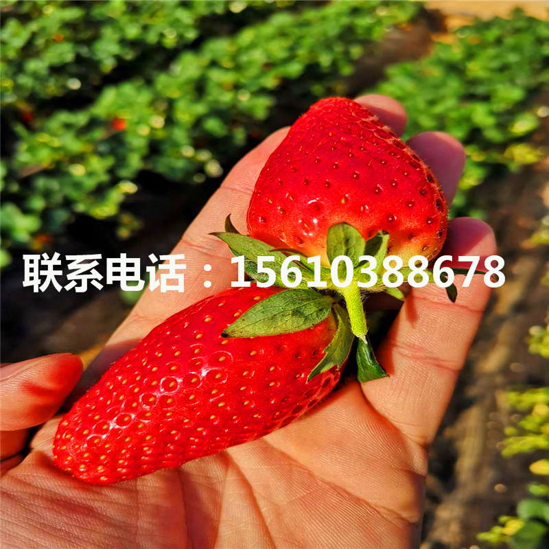 山东美十三草莓苗多少钱一棵、美十三草莓苗销售基地