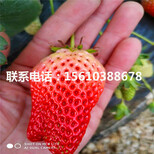 哪里批发蒙特瑞草莓苗、蒙特瑞草莓苗什么时间成熟图片1