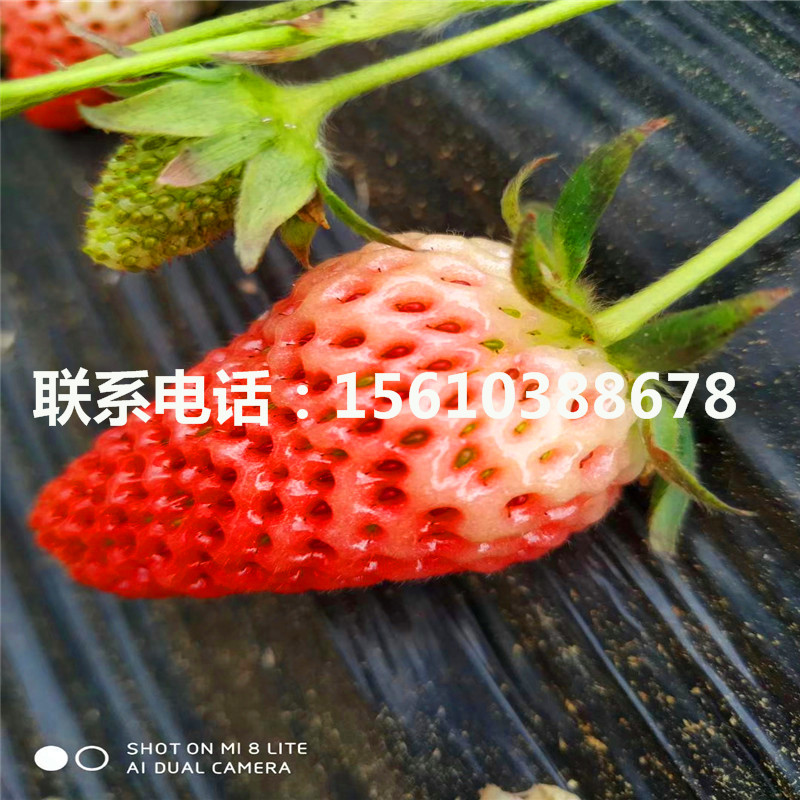 山东达赛草莓苗报价、达赛草莓苗哪里有卖的