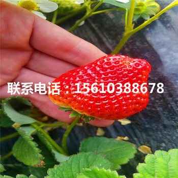 脫毒紅袖添香草莓苗、紅袖添香草莓苗出售價位