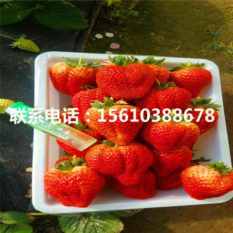 日本99号草莓苗多少钱
