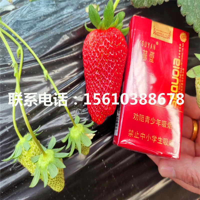 新品种妙香草莓苗、妙香草莓苗图片