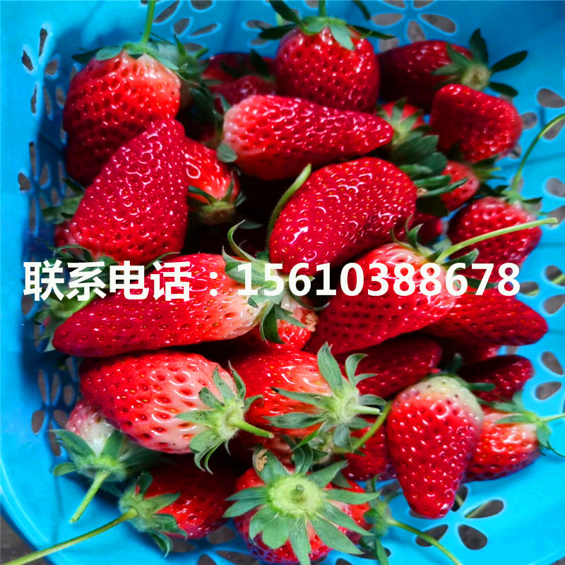 新品种京泉香草莓苗、京泉香草莓苗批发基地