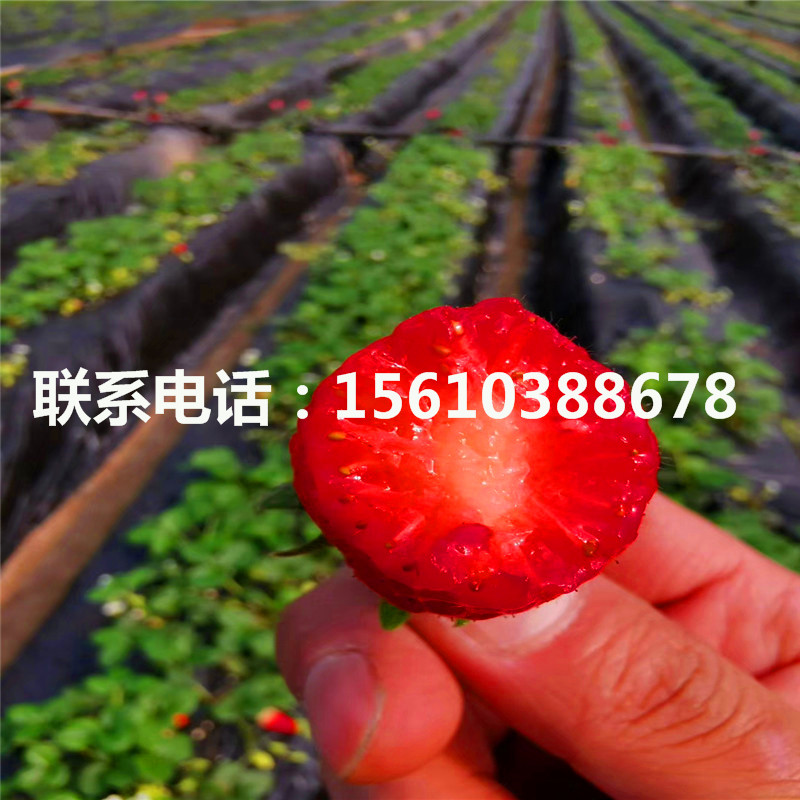 山东红颊草莓苗报价、红颊草莓苗种植技术