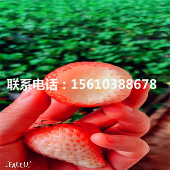 新品種妙香7號草莓苗出售、妙香7號草莓苗行情