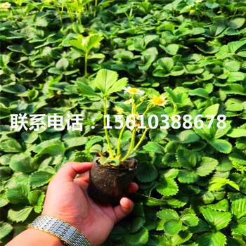 2019年艾沙草莓苗哪里有、艾沙草莓苗出售價(jià)格是多少