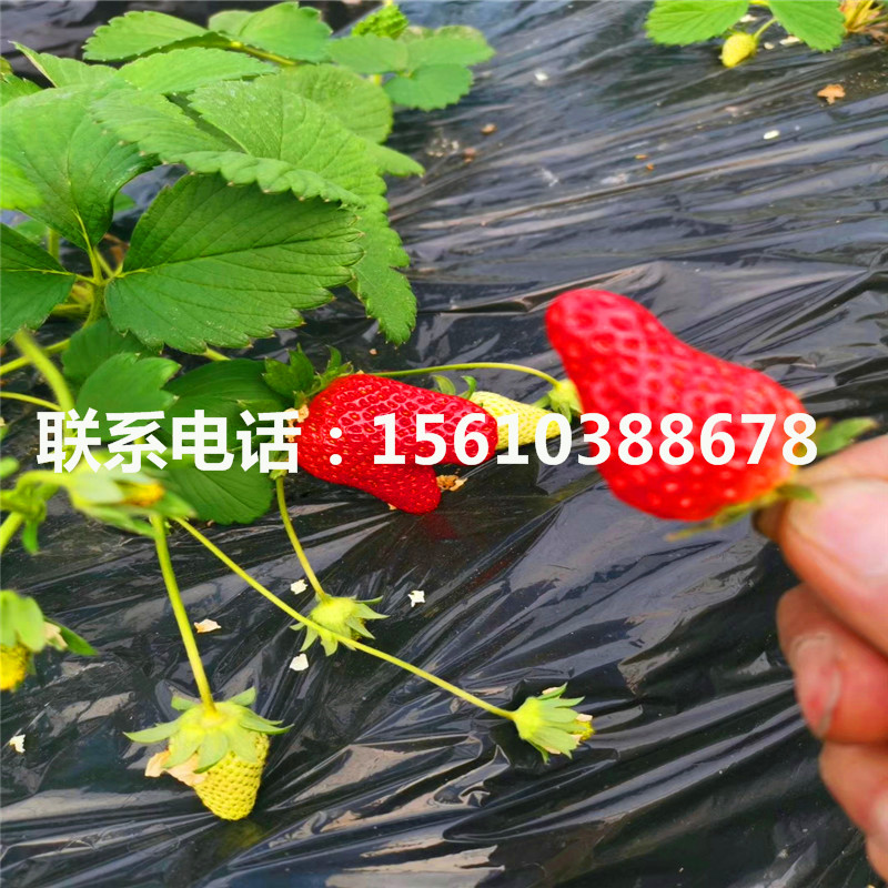 2019年童子一号草莓苗多少钱一棵、童子一号草莓苗哪里价格便宜