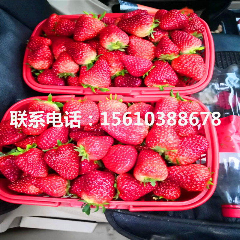 山东美十三草莓苗基地、美十三草莓苗出售价格是多少