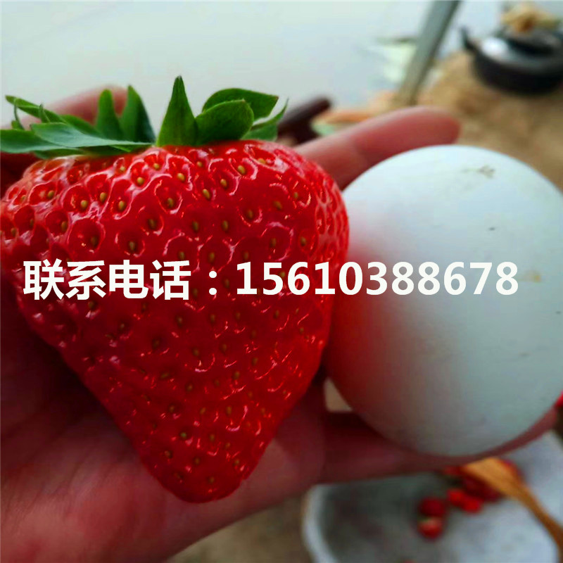 山东妙香3号草莓苗多少钱一棵、妙香3号草莓苗出售多少钱