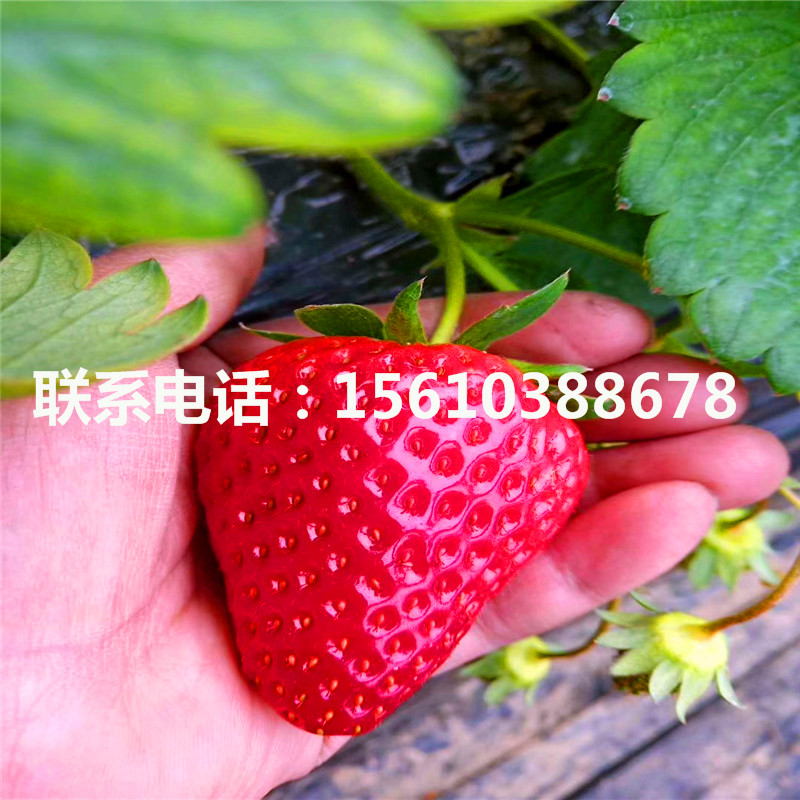 山东红颜草莓苗基地、红颜草莓苗哪里价格便宜