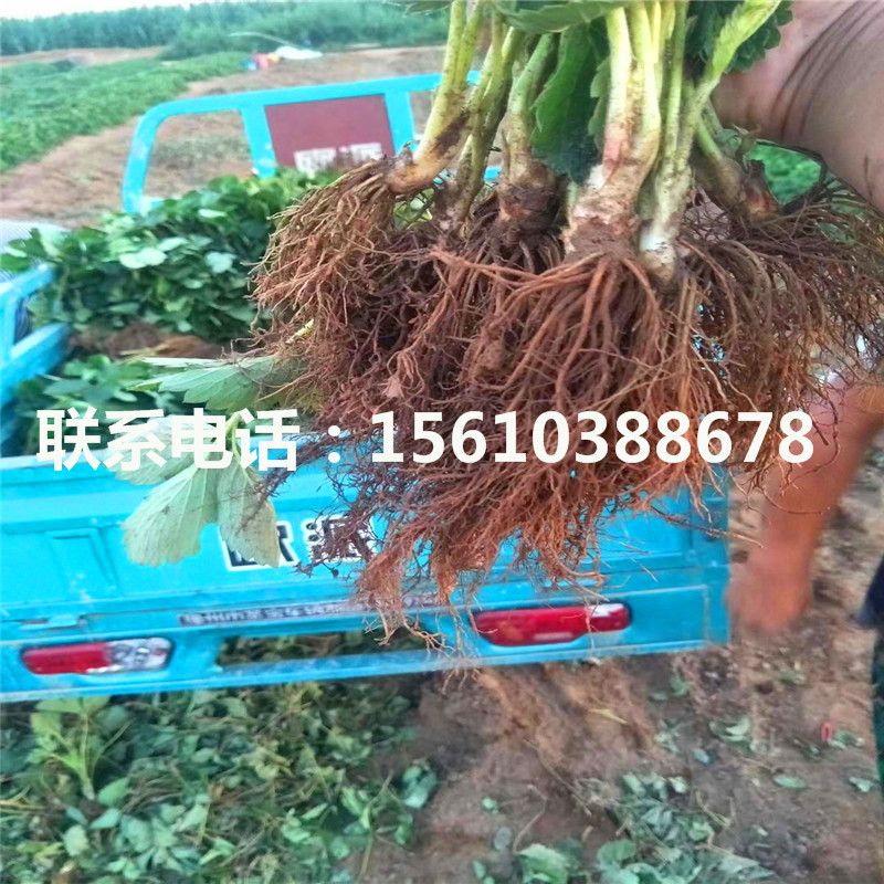 2019年京藏香草莓苗出售、京藏香草莓苗多少钱一棵