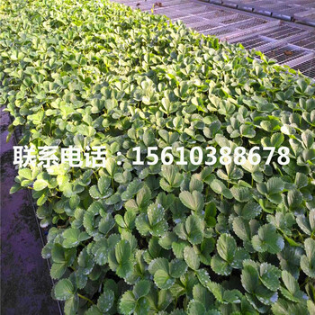 吉馬草莓苗品種介紹