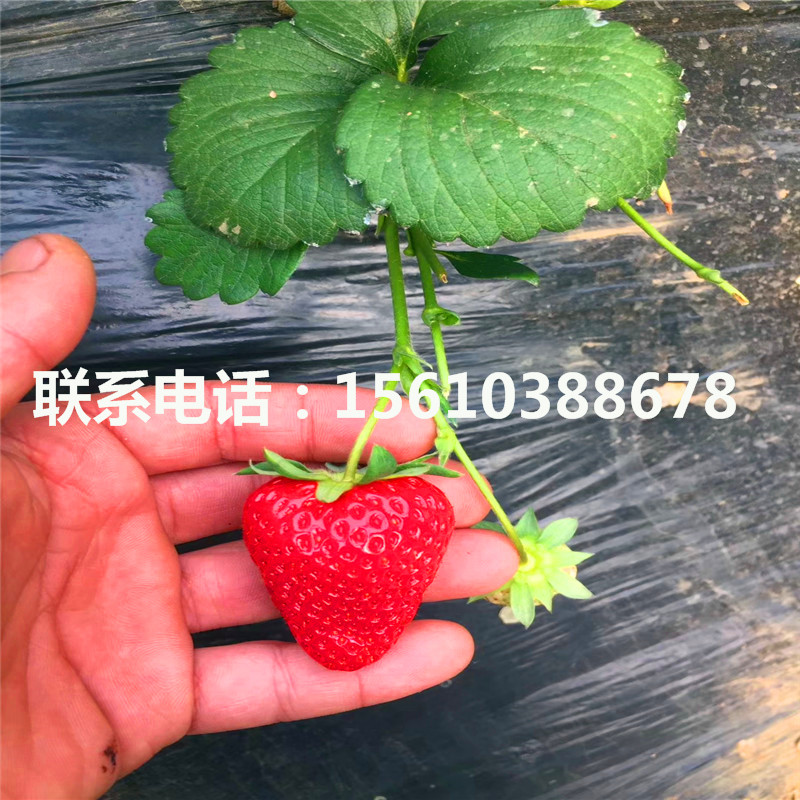 新品种圣诞红草莓苗出售、圣诞红草莓苗出售多少钱