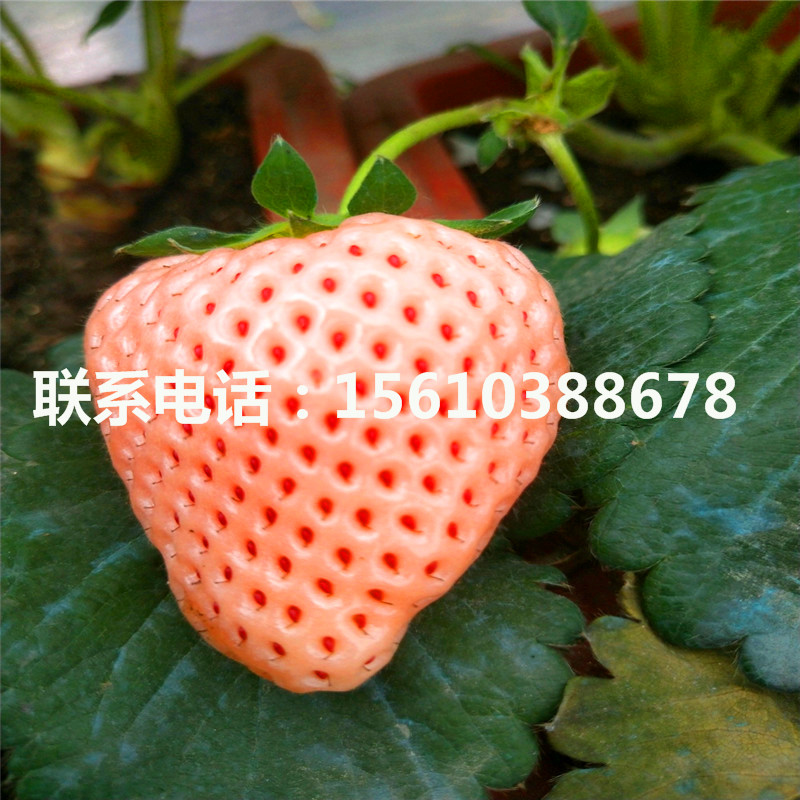 雪蜜草莓苗、雪蜜草莓苗批發(fā)價(jià)格