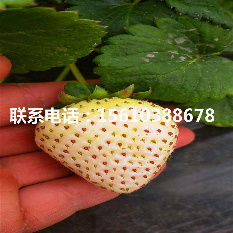 今年京桃香草莓苗出售價格