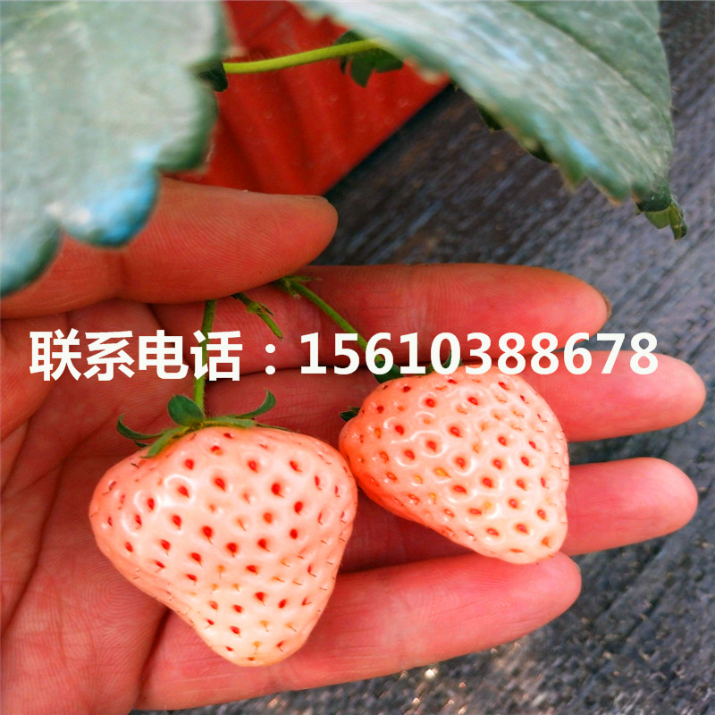 脫毒二代紅花草莓苗出售價(jià)格是多少