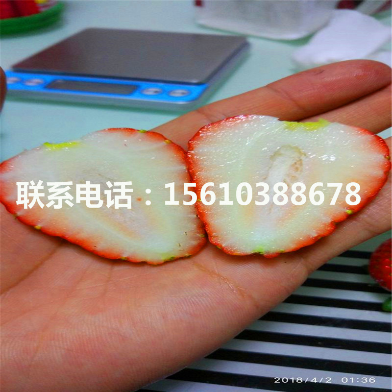 石莓七號(hào)草莓苗、石莓七號(hào)草莓苗基地