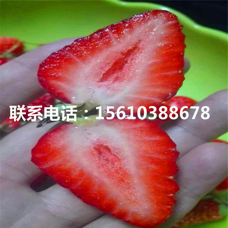 愛娘草莓苗新品種
