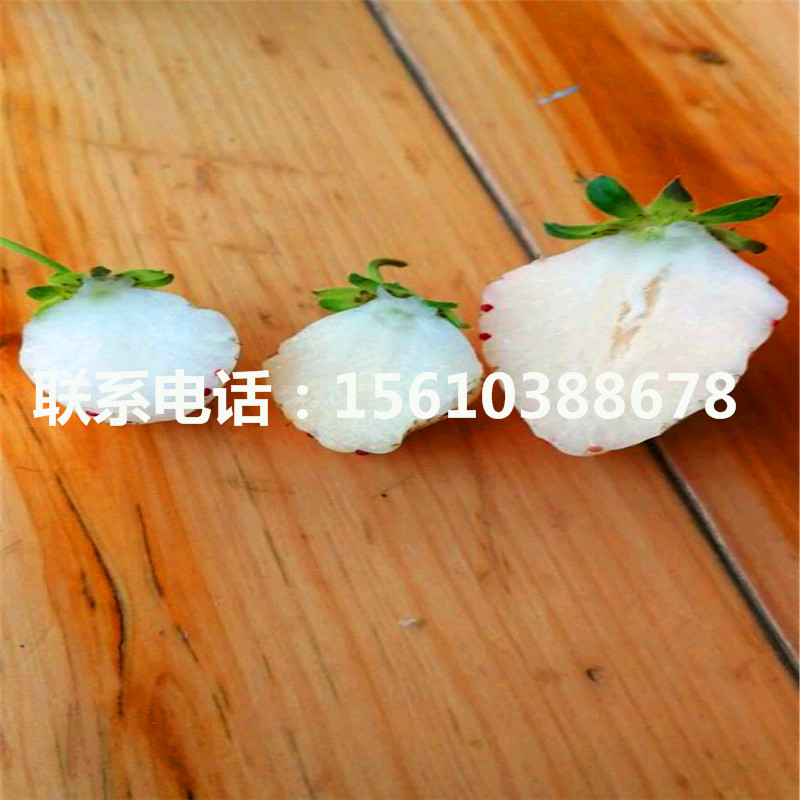 脫毒魯旺草莓苗什么價格