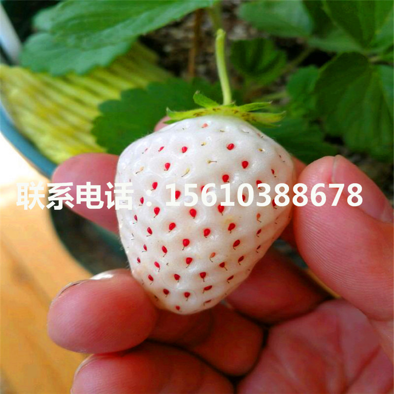 哪里出售幸香草莓苗、幸香草莓苗種植技術(shù)