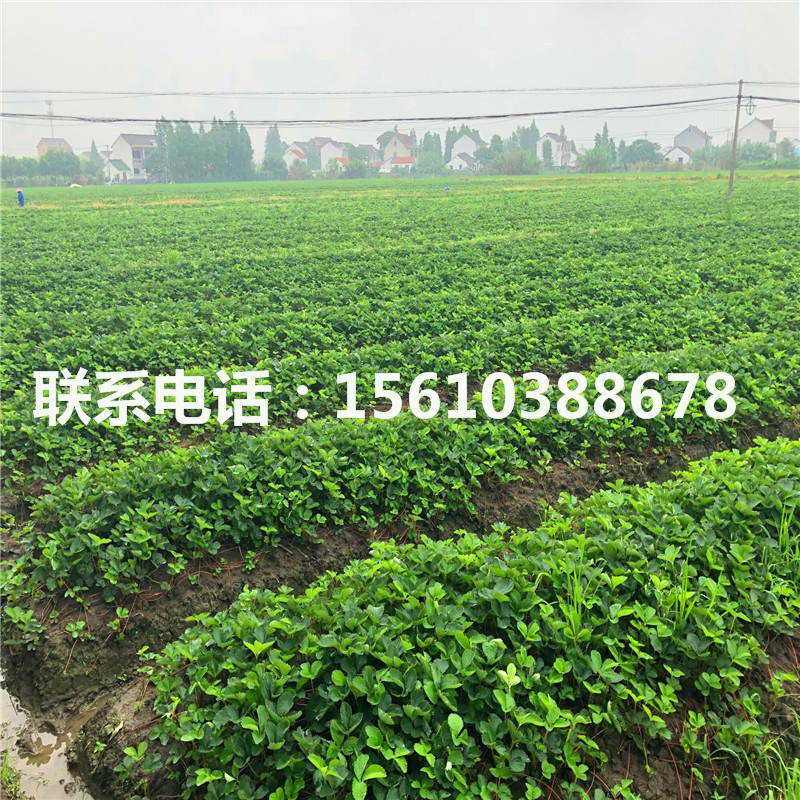 哪里供應(yīng)四季草莓苗、四季草莓苗基地