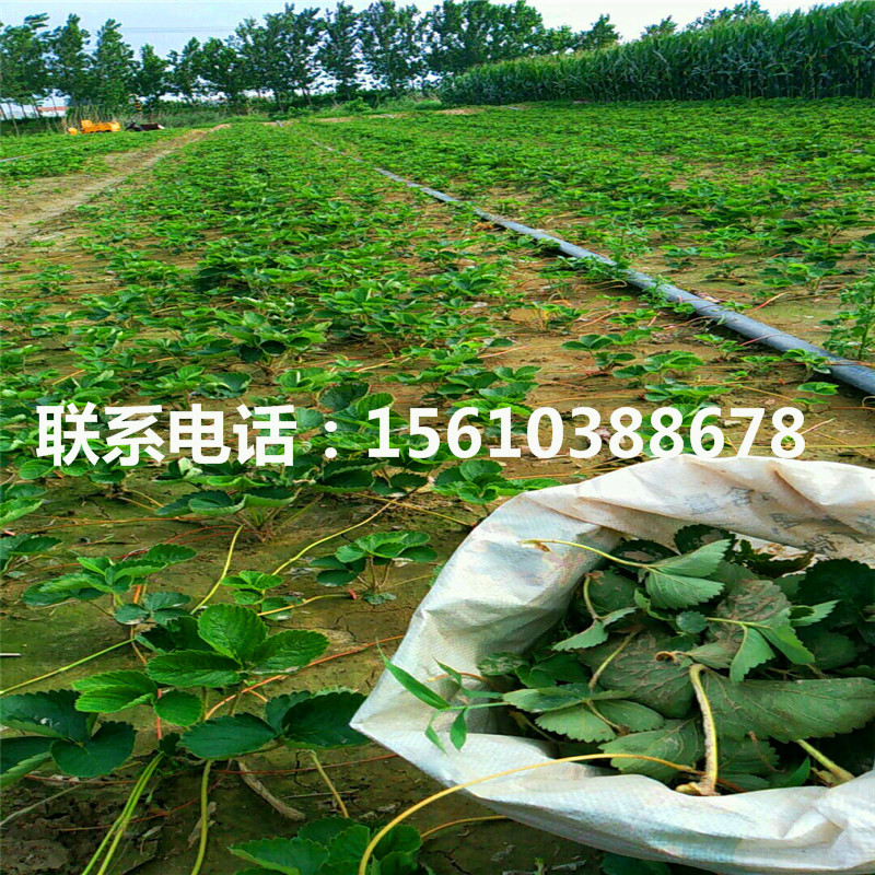 哪里有出售雪蜜草莓苗、雪蜜草莓苗價格哪里便宜