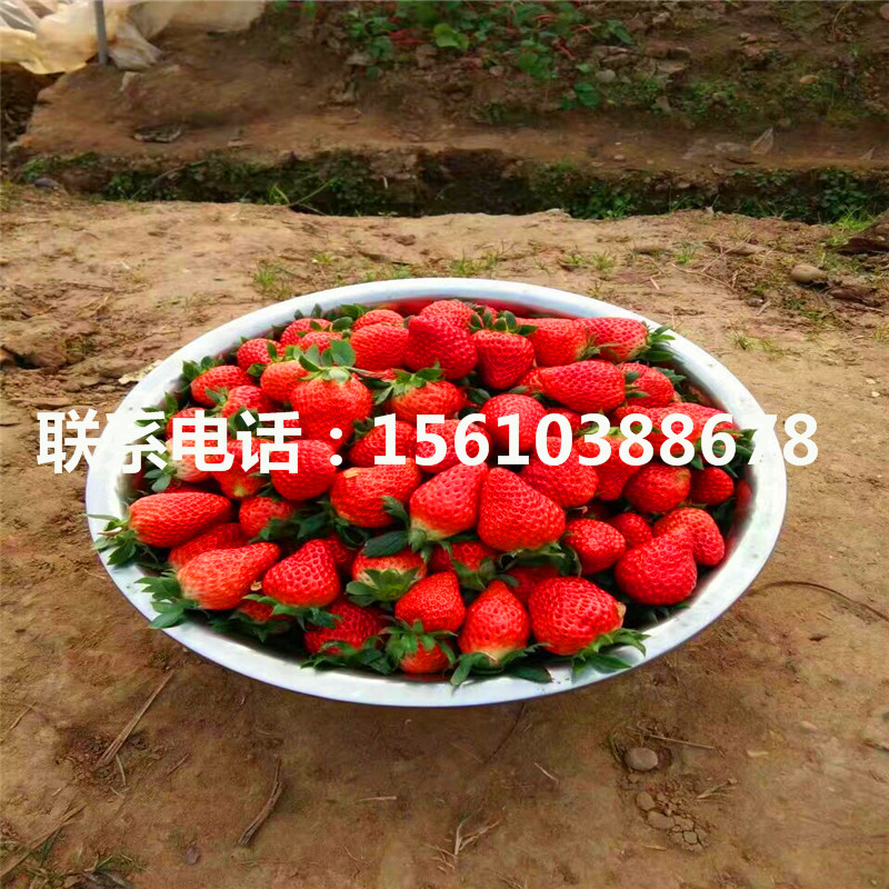 脫毒二代京御香草莓苗一株多少錢