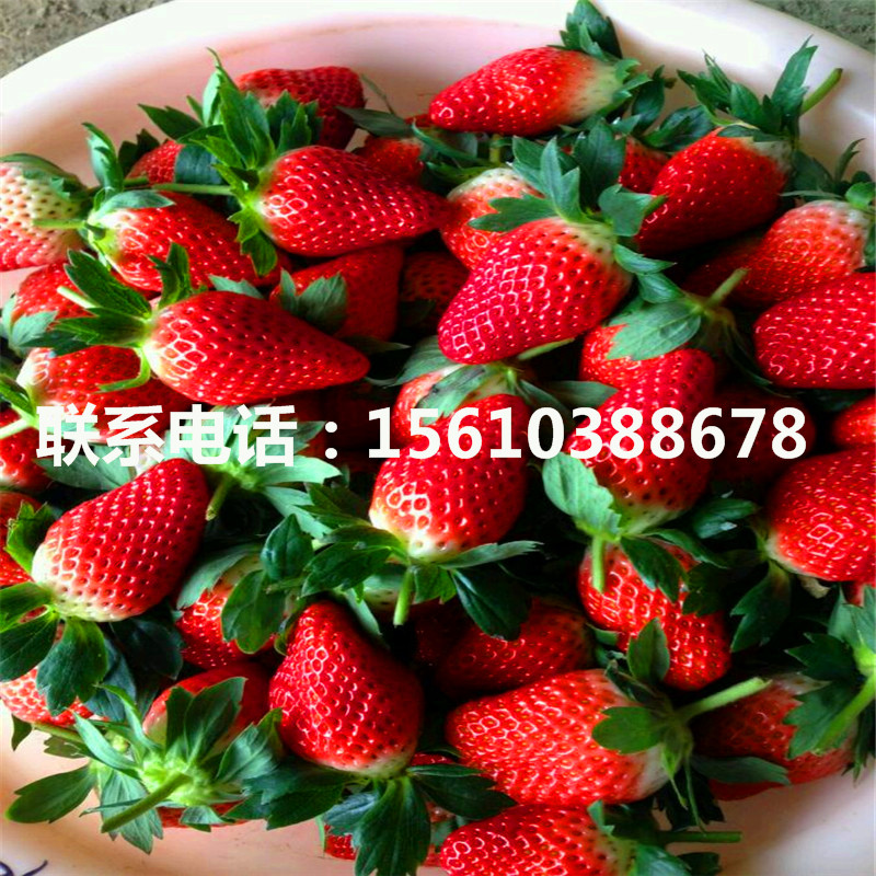 2019年一號草莓苗、一號草莓苗銷售基地