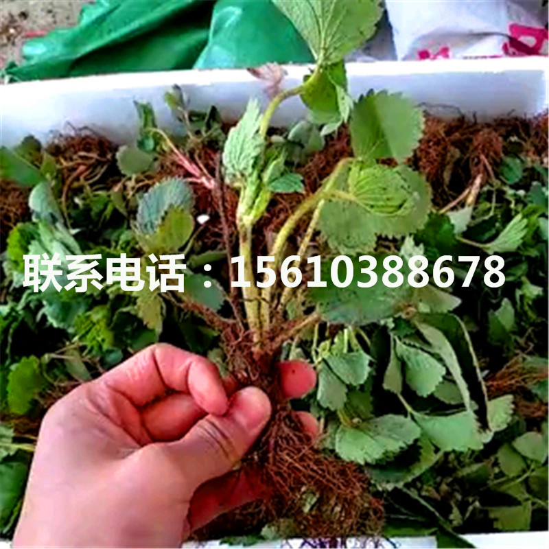 附近哪里有牛奶草莓苗、牛奶草莓苗出售