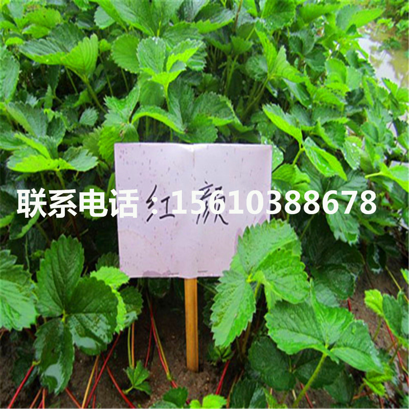 今年冬香草莓苗多少錢(qián)一棵
