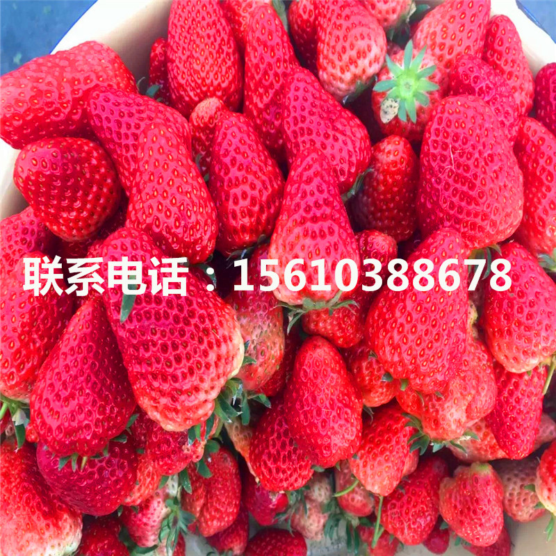 今年密寶草莓苗多少錢