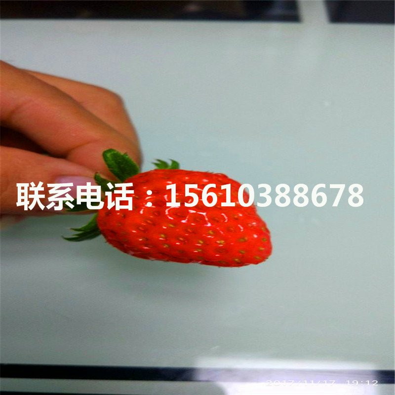 山東紅顏草莓苗、紅顏草莓苗上車價(jià)格