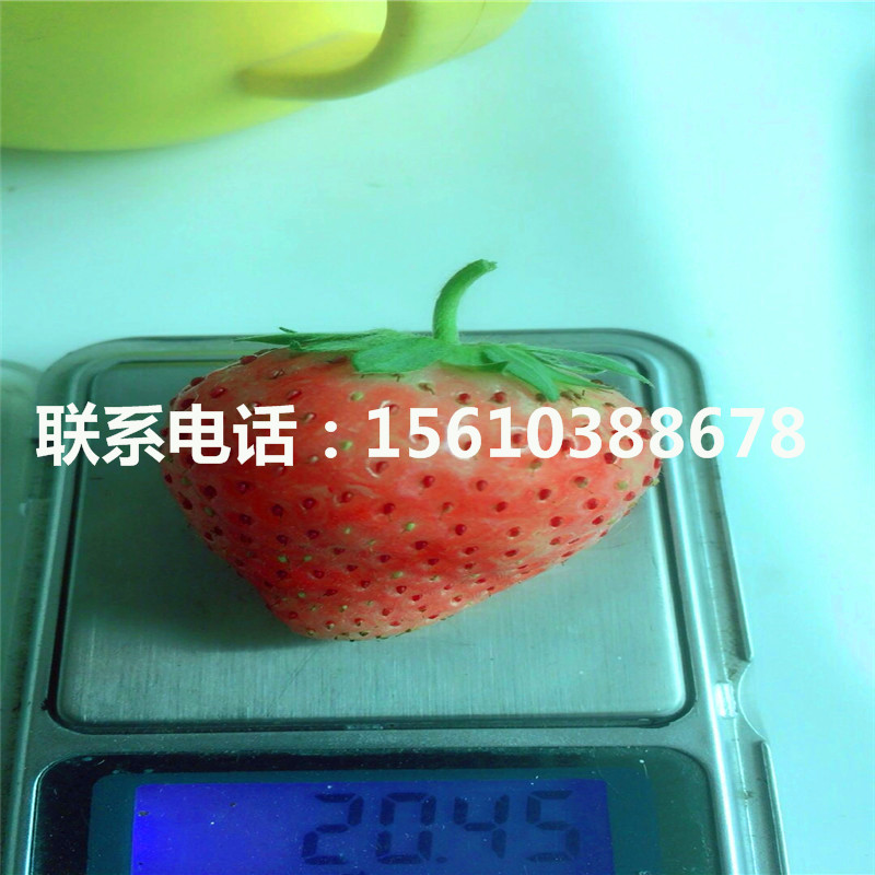 脫毒二代蒙特瑞草莓苗報(bào)價(jià)