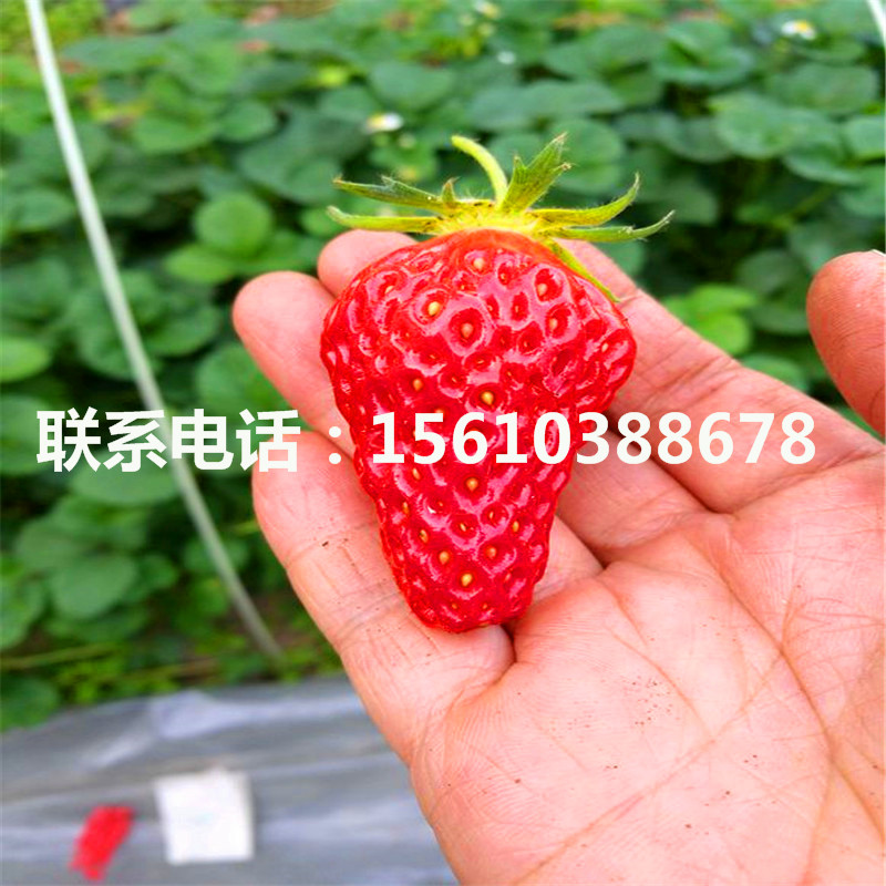 卡麥羅莎草莓苗種植技術