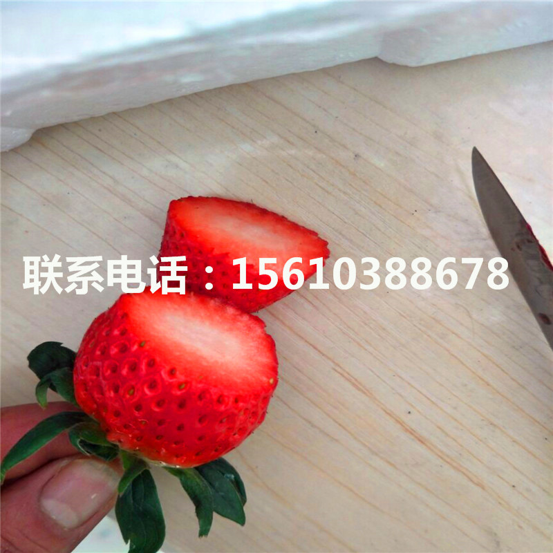 脫毒妙香3號草莓苗批發(fā)多少錢
