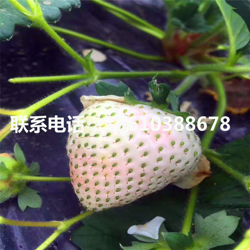 2019年吉馬草莓苗價(jià)格多少