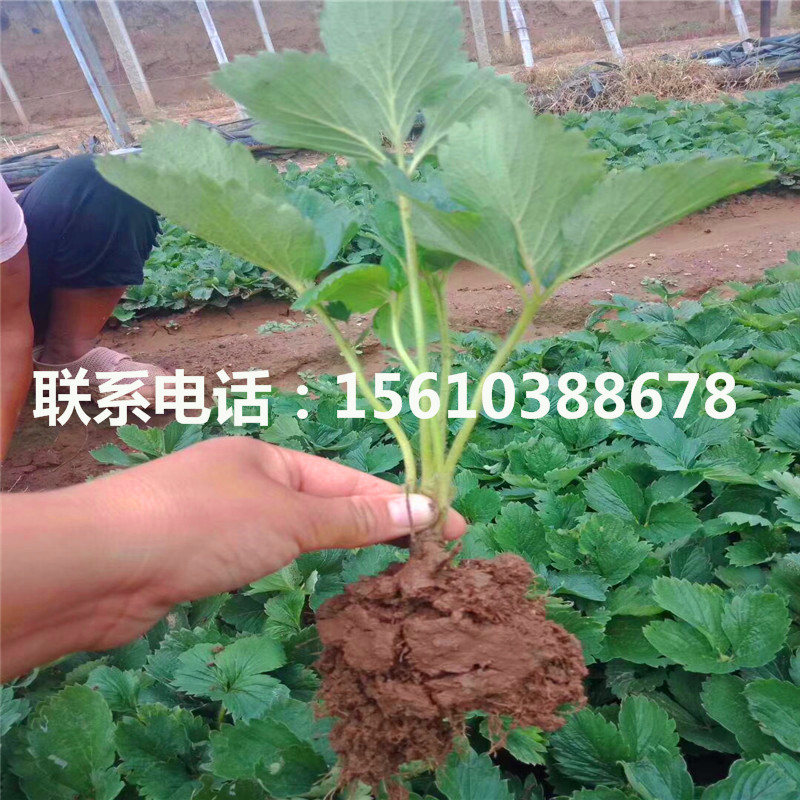 新品種一號草莓苗供應價格